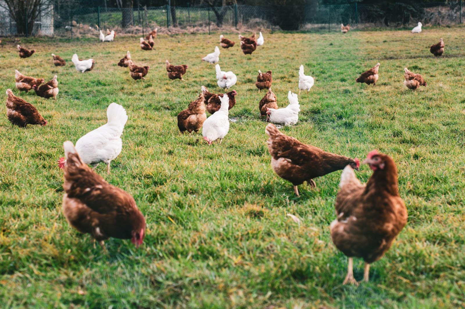 ayam-in-land