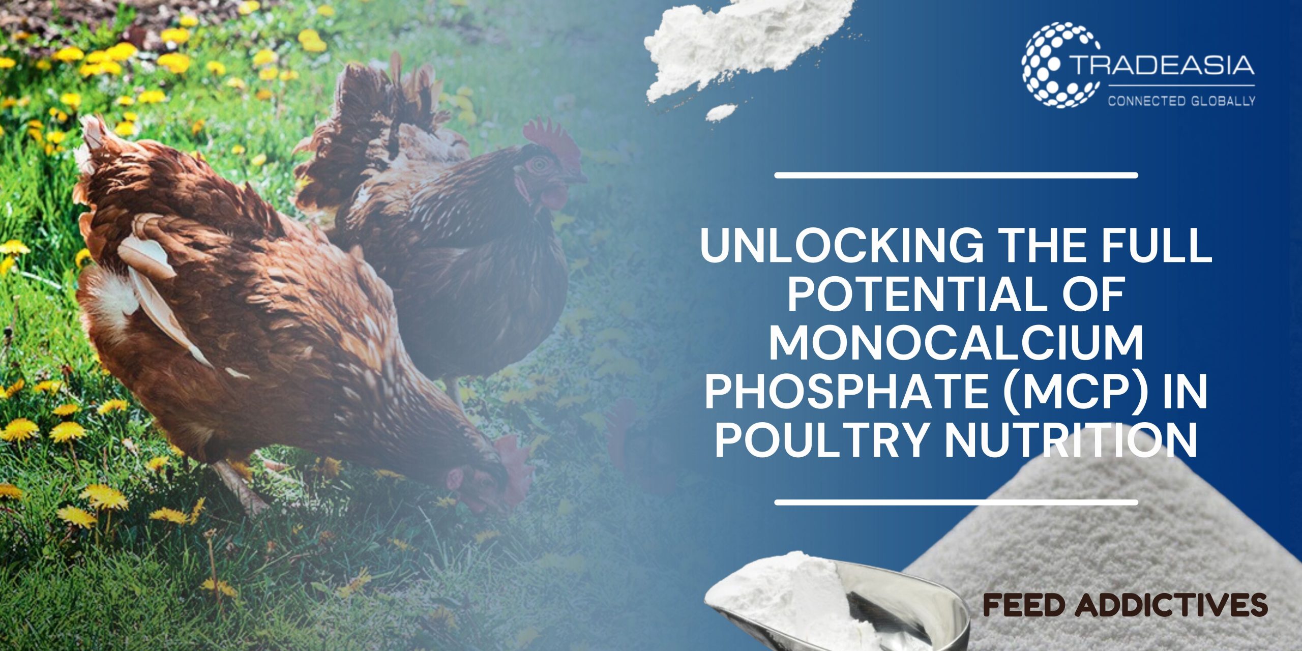 Unlocking the Full Potential of Monocalcium Phosphate (MCP) in Poultry Nutrition